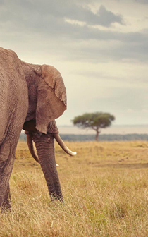 kaps tours and safaris Namibia